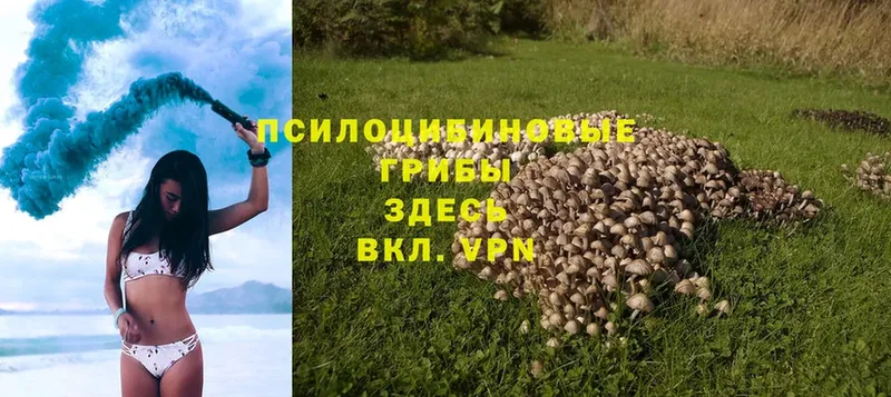 ОМГ ОМГ вход  Гусиноозёрск  это состав  Псилоцибиновые грибы Psilocybe 